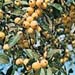 Malus ´Golden Hornet´2