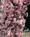 Malus ´Van Eseltine´