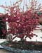 Malus Coccinela