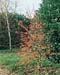 Malus Perpetu (R) ´Evereste´