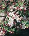 Malus Perpetu (R) ´Evereste´2