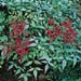 Nandina domestica