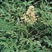Nandina domestica2