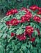 Paeonia suffruticosa