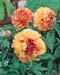 Paeonia suffruticosa2