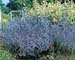 Perovskia atriplicifolia ´Blue Spire´