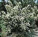 Philadelphus ´Bouquet Blanc´