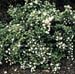 Philadelphus ´Manteau d´Hermine´