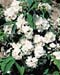 Philadelphus ´Virginal´