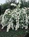 Philadelphus White Rock
