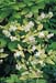 Philadelphus coronarius ´Aureus´2