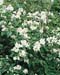 Philadelphus coronarius