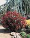Photinia x fraseri ´Red Robin´