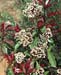 Photinia x fraseri ´Red Robin´2