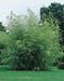 Phyllostachys flexuosa
