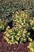 Physocarpus opulifolius ´Dart´s Gold´