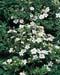 Potentilla fruticosa ´Abbotswood´
