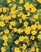 Potentilla fruticosa ´Goldfinger´