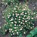 Potentilla fruticosa ´Princess´