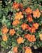 Potentilla fruticosa Red Ace (R) ´Bloace´