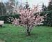 Prunus ´Accolade´