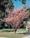 Prunus blireana
