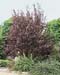Prunus cerasifera ´Atropurpurea´
