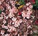 Prunus cerasifera ´Atropurpurea´2