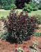 Prunus cistena