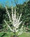Prunus glandulosa ´Alba Plena´