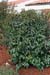Prunus lusitanica