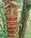 Prunus serrula