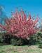 Prunus serrulata ´Kanzan´