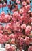 Prunus serrulata ´Kanzan´2