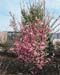 Prunus subhirtella ´Fukubana´