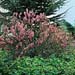 Prunus tenella ´Fire Hill´