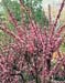 Prunus triloba