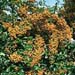 Pyracantha ´Golden Glow´