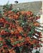 Pyracantha ´Orange Glow´