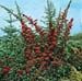 Pyracantha ´Red Column´