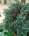 Pyracantha Alexander Pendula (R) ´Renolex´