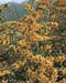 Pyracantha Saphyr (R) jaune