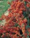 Pyracantha Saphyr (R) orange