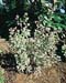 Rhamnus alaternus ´Argenteovariegatus´