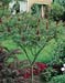 Rhus typhina