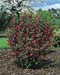 Ribes sanguineum ´King Edward VII´