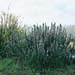 Rosmarinus officinalis