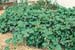 Rubus ´Betty Ashburner´