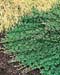 Rubus calycinodes ´Emerald Carpet´