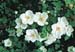 Rubus x tridel